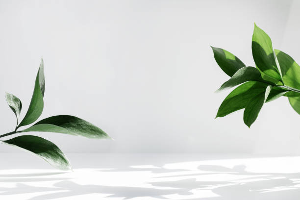 Eco-Friendly Products