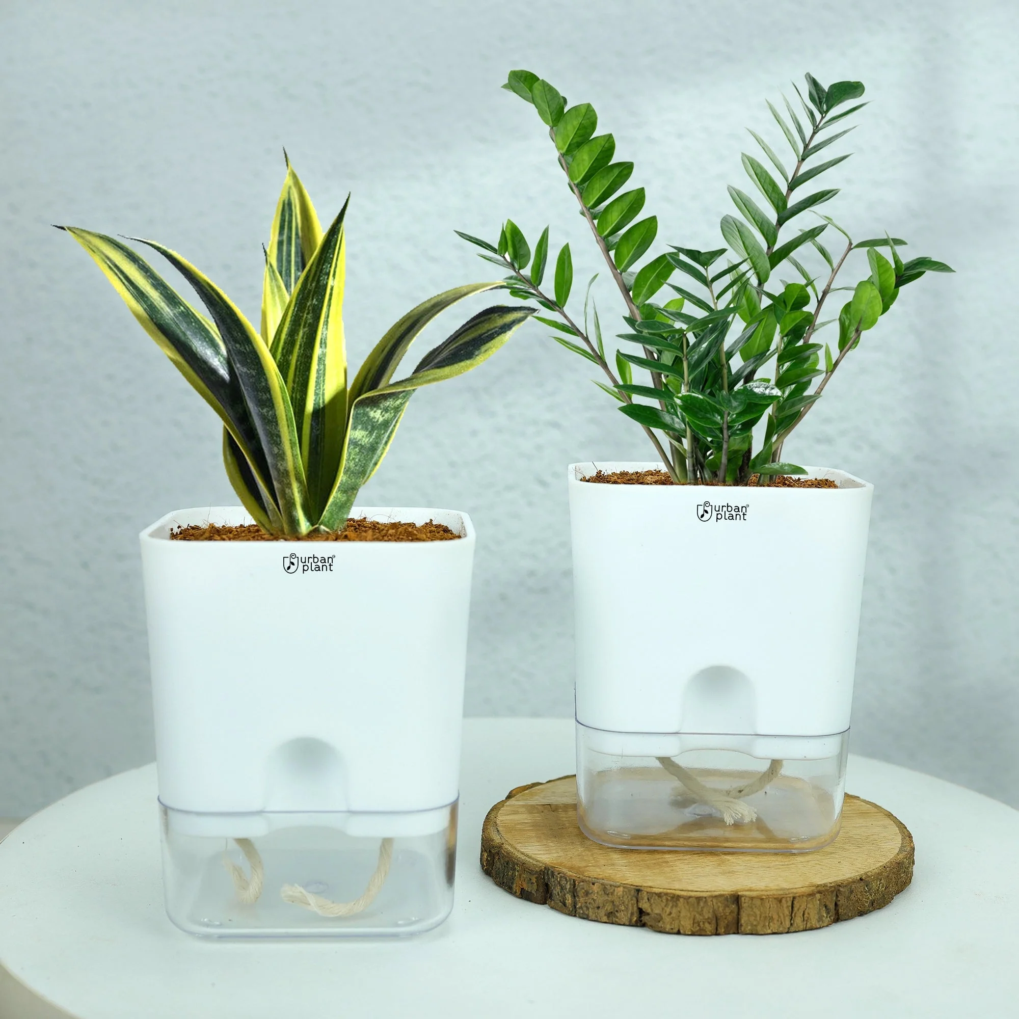 Self-Watering Plants